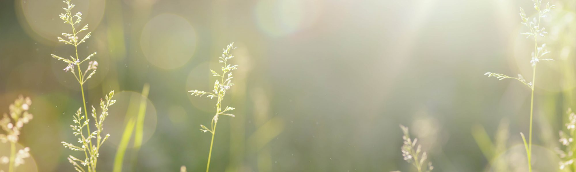 Feng Shui Environnement Sain